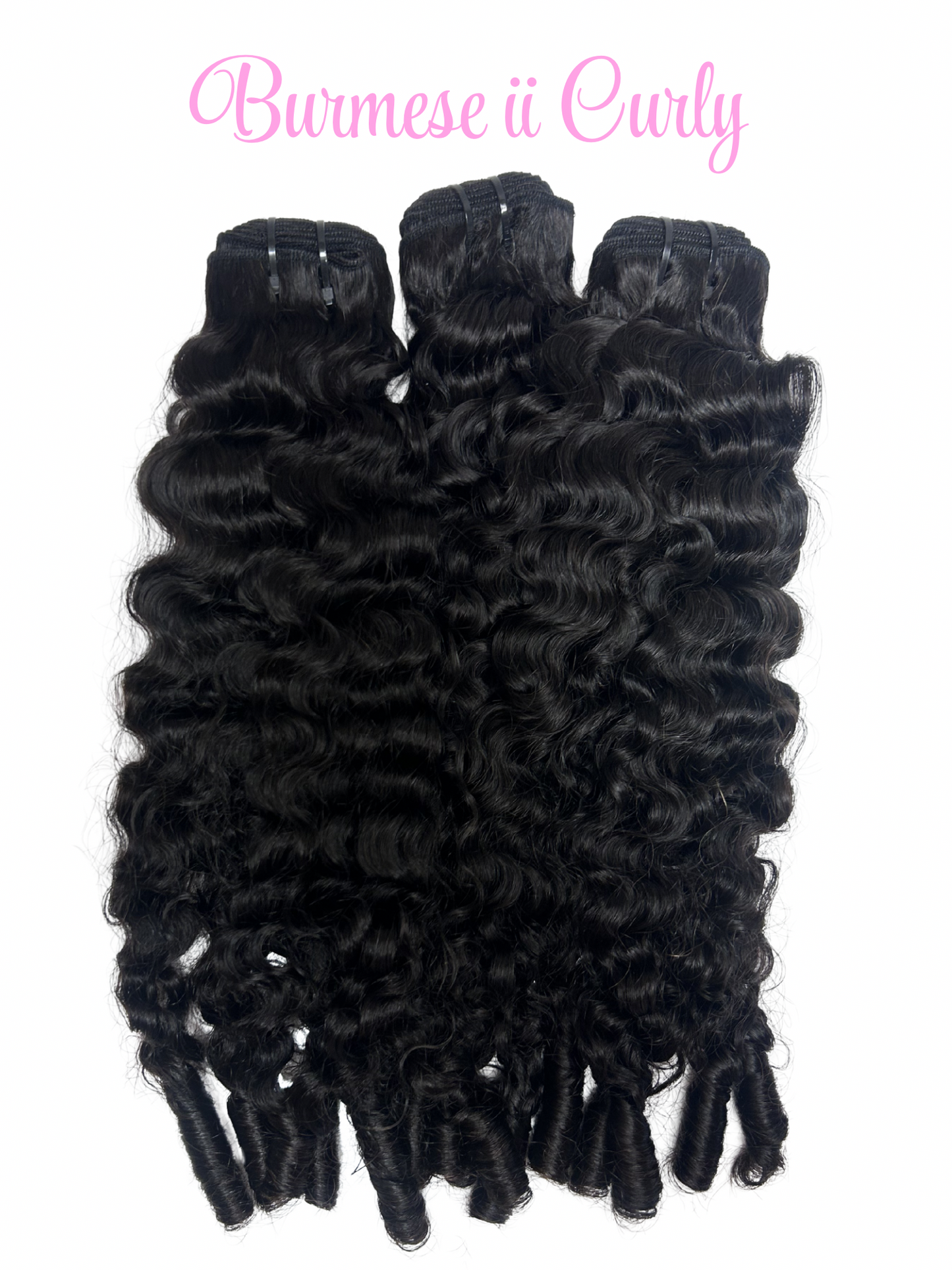 Burmese II Curly