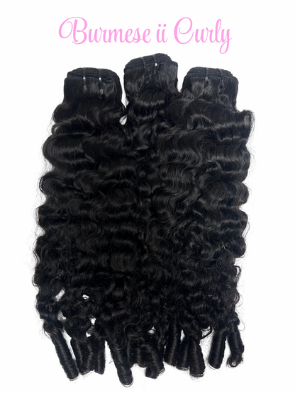 Burmese II Curly