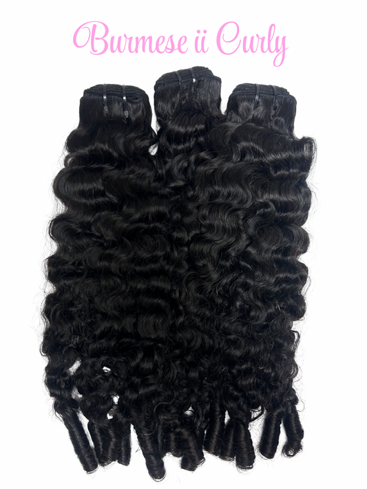 Burmese II Curly